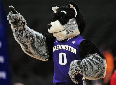 The Psychology of the Husky Mascot: Why They Captivate Hearts and Minds